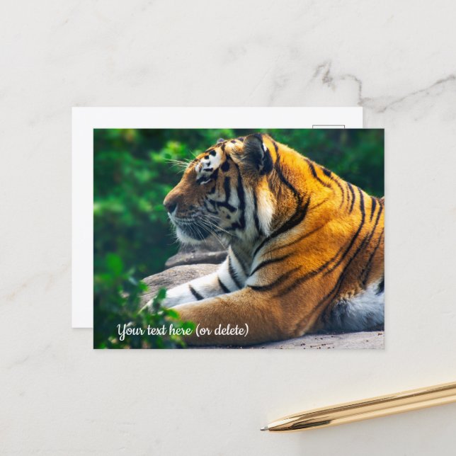Amur Tiger Postcard (Front/Back In Situ)