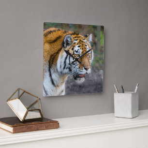 Amur tiger square wall clock