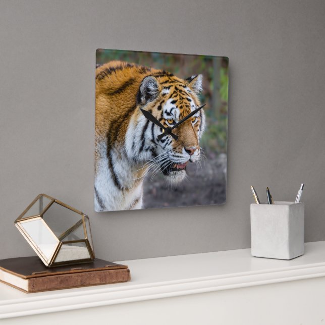 Amur tiger square wall clock (Office)