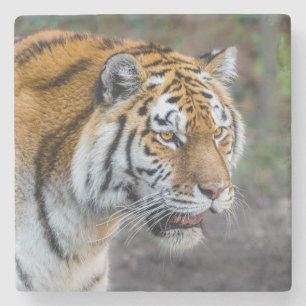 Amur tiger stone coaster