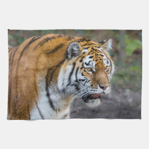 Amur tiger tea towel