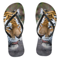 Amur tiger