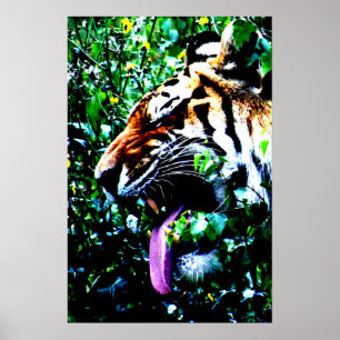 Amur Tiger wapcnm Poster