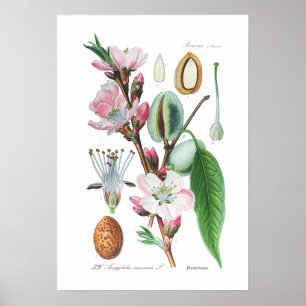 Amygdalus communis (Almond) Poster
