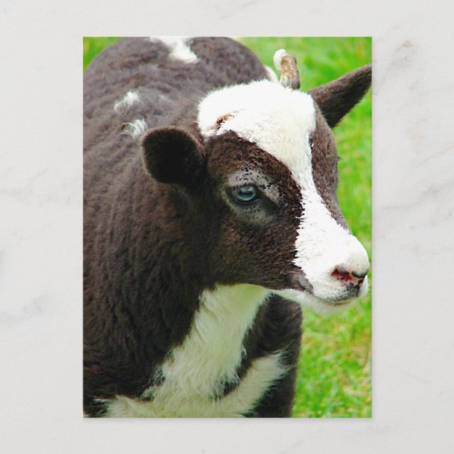 Amy's Lamb Oil Paint Effect Postcard (Front)