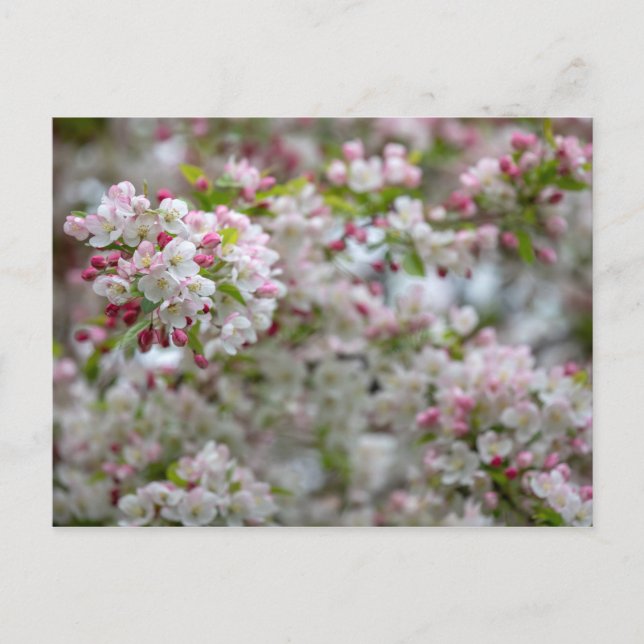 An Abundance Of Blossoms Postcard (Front)