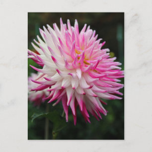 An Adrenalin Kiss Postcard