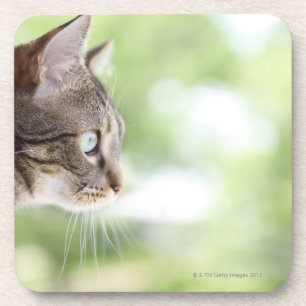 An adult tabby cat staring out of a window coaster