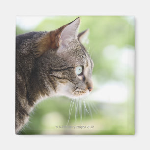 An adult tabby cat staring out of a window magnet