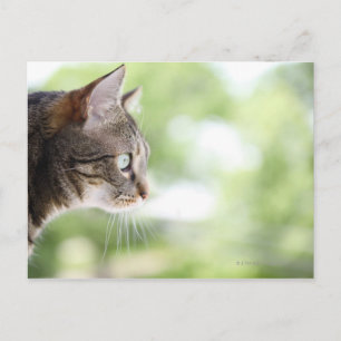 An adult tabby cat staring out of a window postcard