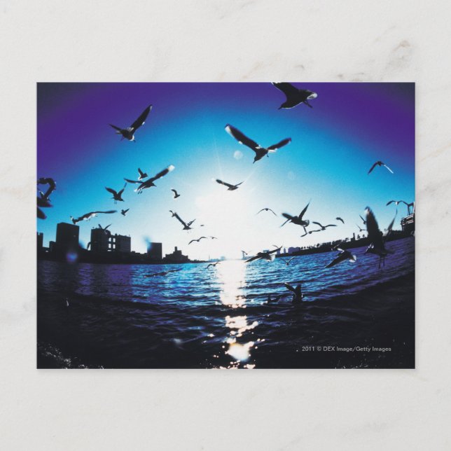 An aerial fisheye lens view of Tokyo Bay, Japan Postcard (Front)