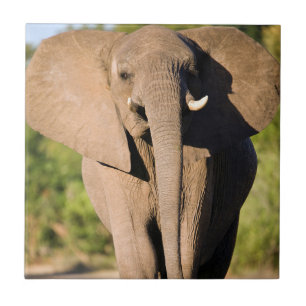 An African Elephant (Loxodonta Africana) Walks Ceramic Tile