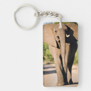 An African Elephant (Loxodonta Africana) Walks Key Ring