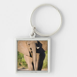 An African Elephant (Loxodonta Africana) Walks Key Ring