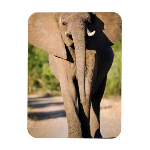 An African Elephant (Loxodonta Africana) Walks Magnet