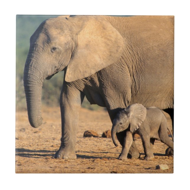 An African Elephant mother and calf on the move Ceramic Tile (Front)