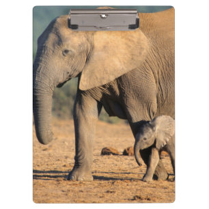 An African Elephant mother and calf on the move Clipboard