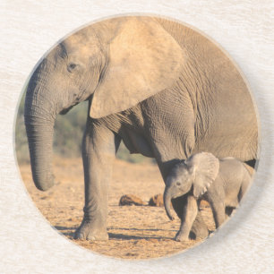 An African Elephant mother and calf on the move Coaster
