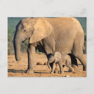 An African Elephant mother and calf on the move Postcard