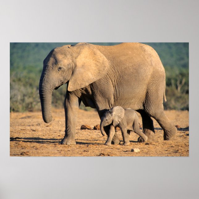 An African Elephant mother and calf on the move Poster (Front)
