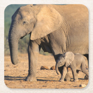 An African Elephant mother and calf on the move Square Paper Coaster