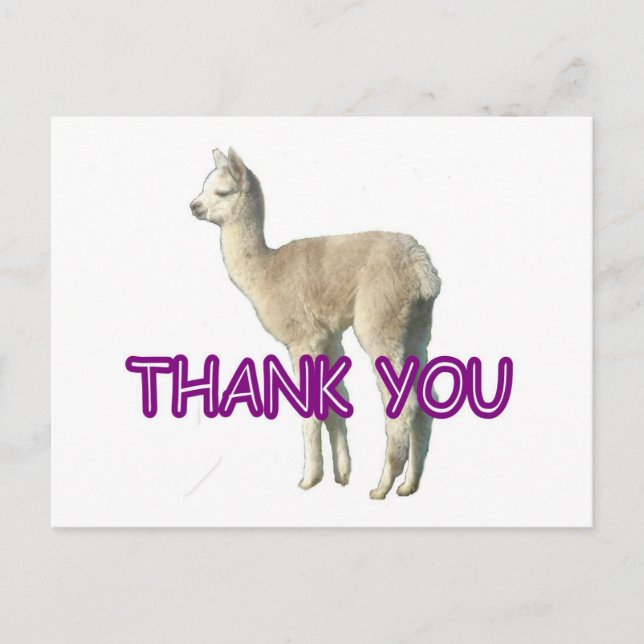 An alpaca "Thank You" card (Front)