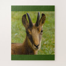 an alpine chamois on puzzle
