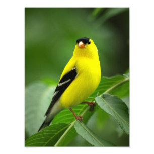 An Amazing American Goldfinch Photo Print