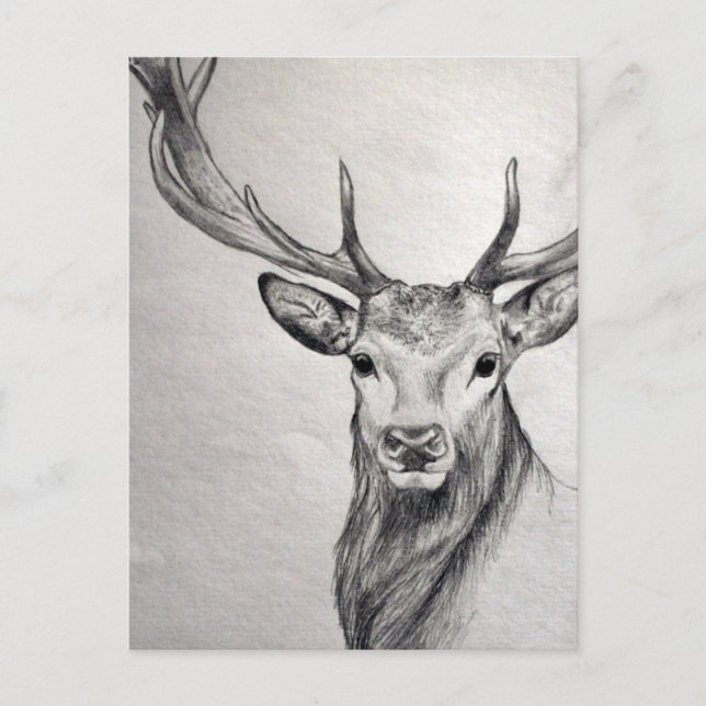 An amazing pencil drawing of a beautiful creature. postcard (Front)