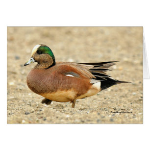 An American Wigeon on the Beach