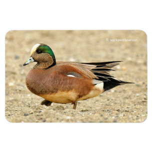 An American Wigeon on the Beach Magnet