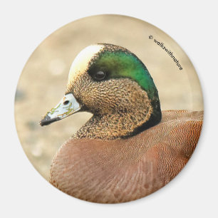 An American Wigeon on the Beach Magnet