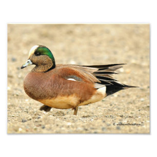 An American Wigeon on the Beach Photo Print