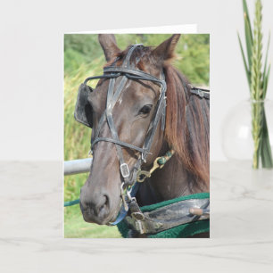 An Amish Horse at the Hitching Post All Occasions Card