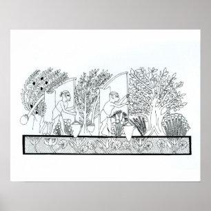 An ancient Egyptian garden (engraving) (b/w photo) Poster