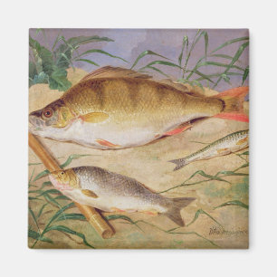 An Angler's Catch of Coarse Fish (oil on panel) Magnet
