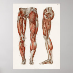 An antique of the muscles of the legs and feet fr poster