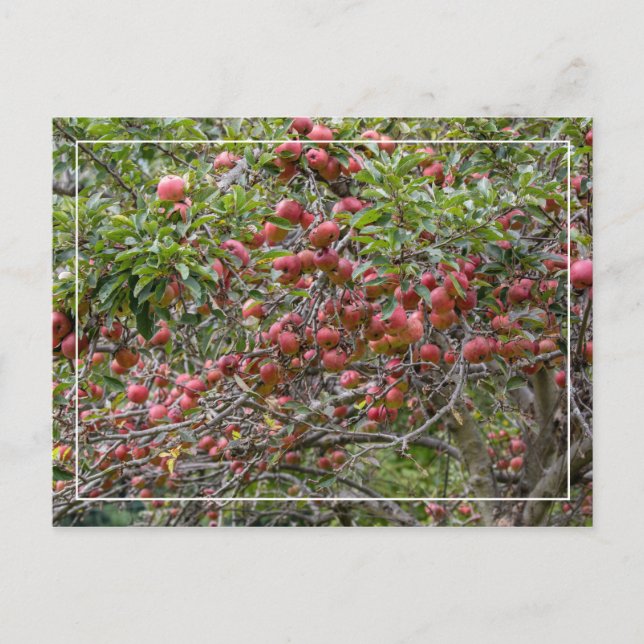 An Apple Tree Postcard (Front)