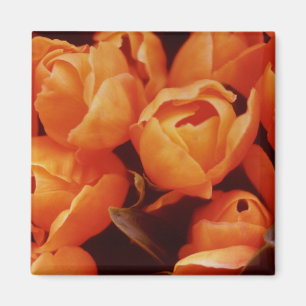An Array of Orange Tulips, Amsterdam street market Magnet