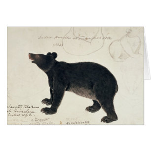 An Asiatic Black Bear, "Ursus Tibetanus"