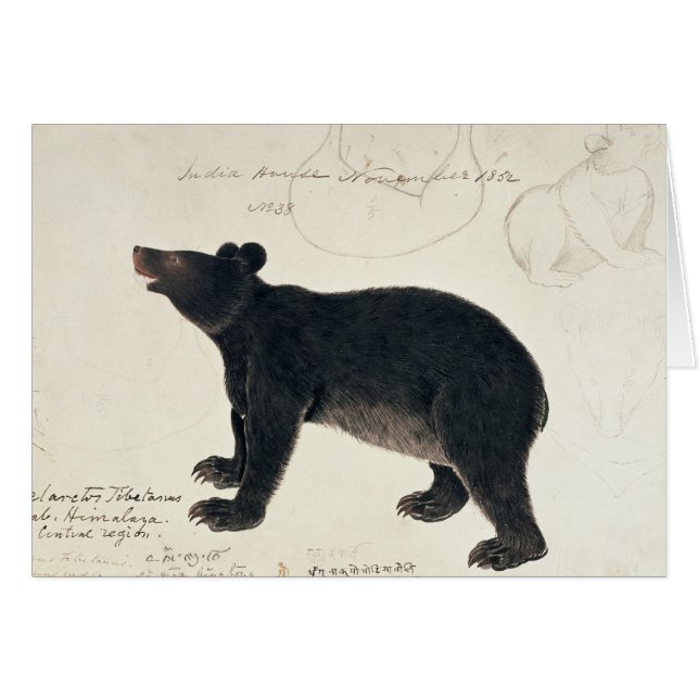 An Asiatic Black Bear, "Ursus Tibetanus" (Front Horizontal)