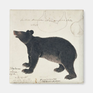 An Asiatic Black Bear, "Ursus Tibetanus" Magnet