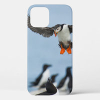 AN ATLANTIC PUFFIN COMING IN TO LAND WITH ITS WING