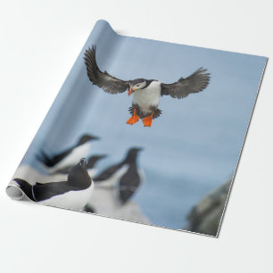 AN ATLANTIC PUFFIN COMING IN TO LAND WITH ITS WING WRAPPING PAPER