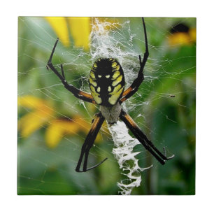 An Awesome Photo Orb Spider in Web Ceramic Tile