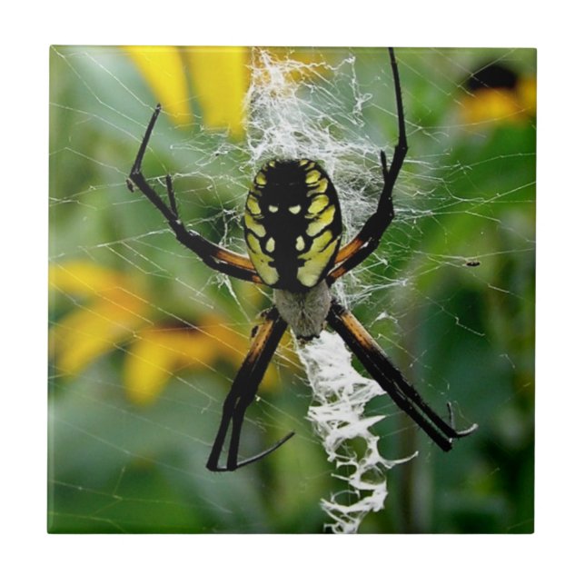 An Awesome Photo Orb Spider in Web Ceramic Tile (Front)