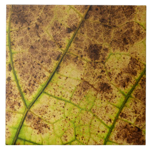 An Earthy Yellow and Brown Leaf Macro Image Tile