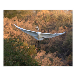An Egret flies Photo Print