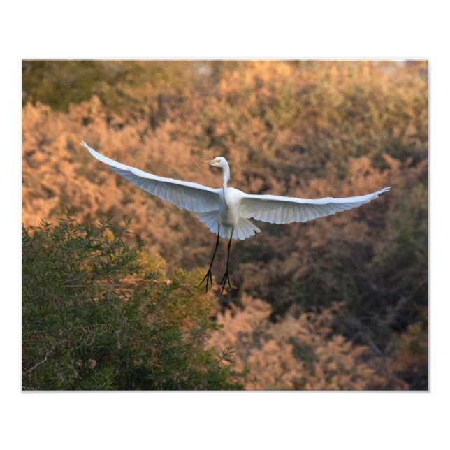 An Egret flies Photo Print (Front)