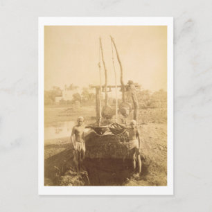 An Egyptian Irrigation Machine on the Banks of the Postcard